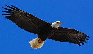 Face to Face: The Pledge of Allegiance