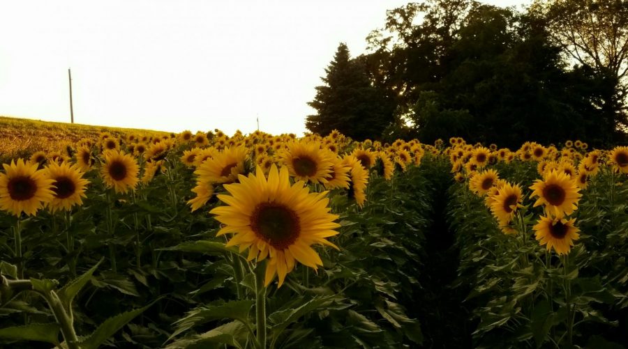 Sunflowers are blooming in southern Minnesota as people from all across the state come together, taking pictures, and witnessing the beauty. Families from all over the midwest came to Albert Lea to take pictures and share their stories on the Fish Sunflowers Facebook page. “The goal of this group is to spread sunshine and positivity, said Johnny Fish, co-founder of Fish Sunflowers.