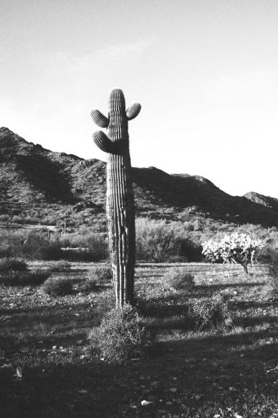 Saguaro Cacti in the San Tan Valley. 