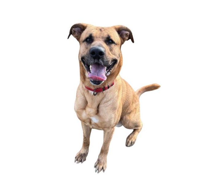 Domino (3 yrs) from the Albert Lea Humane Society