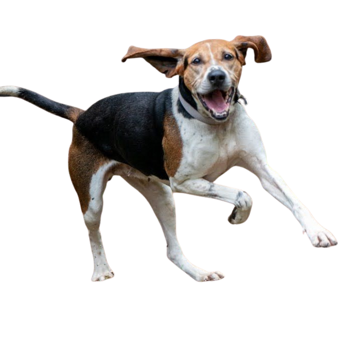 Sydney from the Albert Lea Humane Society