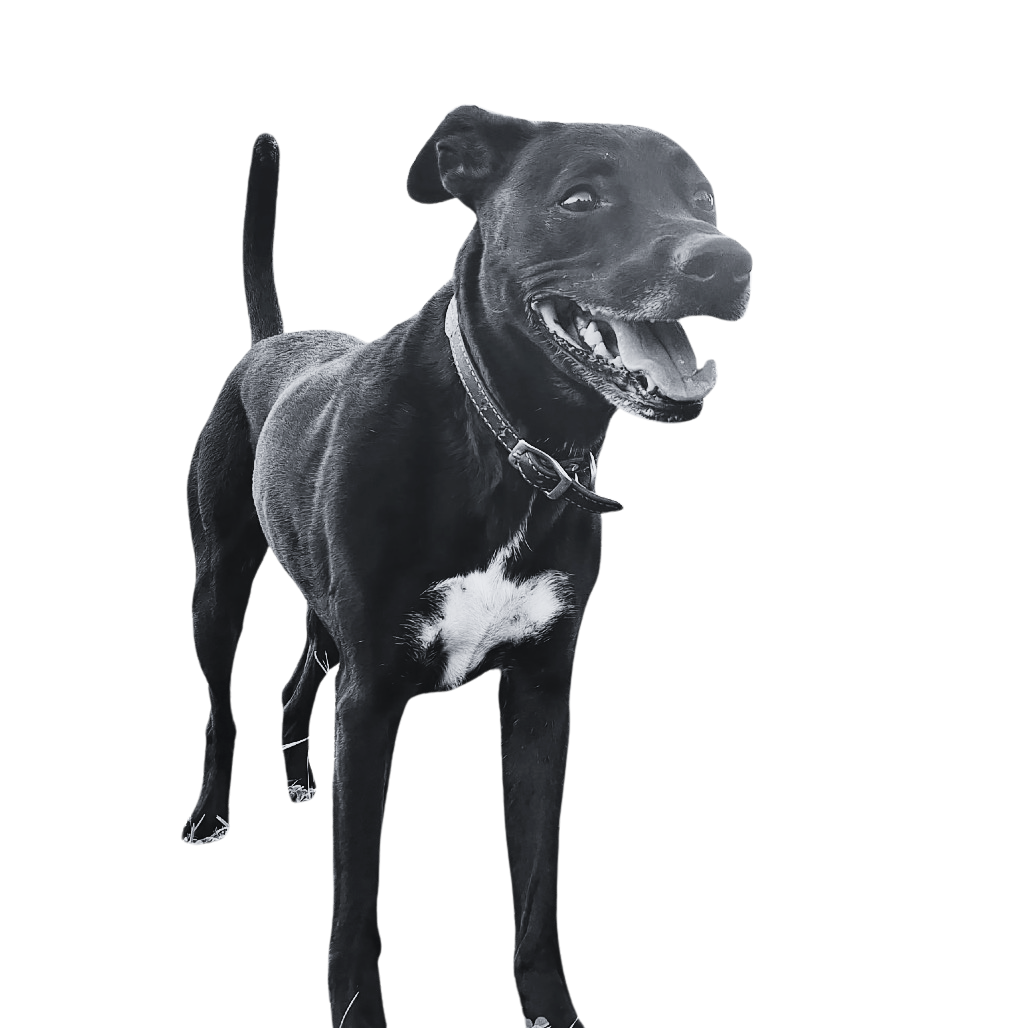 Char (7 yrs) from The Freeborn County Humane Society. 