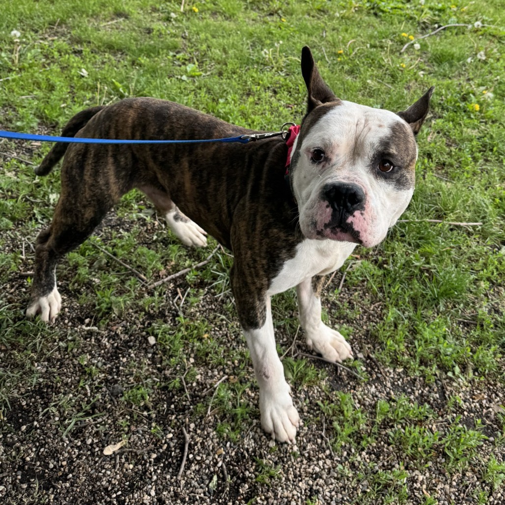 Dillon from The Freeborn County Humane Society